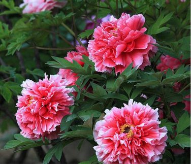 Rare White Red Tree Peony Tree 5 SEEDS