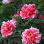 Rare White Red Tree Peony Tree 5 SEEDS