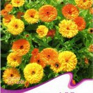 50 SEEDS Calendula CALENDULA OFFICINALIS Decorative and Medicinal