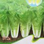 Heirloom Chinese Cabbage Wong Bok Vegetable 30 SEEDS