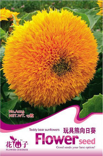 15 SEEDS Toms Bear Sunflower Annual Big Flower