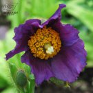 Mixed 4 Types Corn Poppy Blue Sky Blue Purple 100 SEEDS T5