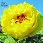 Heirloom Peony Yellow Series 4 Types Flowers 5 SEEDS T4