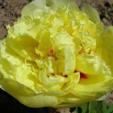 Heirloom Peony Yellow Series 4 Types Flowers 5 SEEDS T5