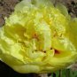 Heirloom Peony Yellow Series 4 Types Flowers 5 SEEDS T5
