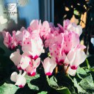 Cyclamen Mixed 4 Colors Pink Light Pink Purple Bi-color Big Blooms 5 SEEDS T4
