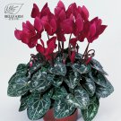 Cyclamen Purplish Red Light Purple Rose Red Rose Purple Mixed 4 Types 5 SEEDS T2