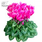 Cyclamen Purplish Red Light Purple Rose Red Rose Purple Mixed 4 Types 5 SEEDS T4