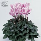 Cyclamen Purplish Red Light Purple Rose Red Rose Purple Mixed 4 Types 5 SEEDS T5
