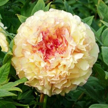 Rare Jin Ge Japanese Tree Peony 5 SEEDS
