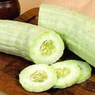 Armenian Yard-Long Cucumber 30 SEEDS