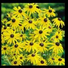 Black Eyed Susan 1000 SEEDS Rudbeckia Hirta Yellow Wildflower Beautiful