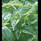 Genovese Basil Fresh 150 SEEDS