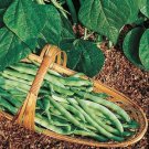 Kentucky Wonder Bush Green Bean 12 SEEDS