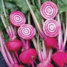Chioggia Beet 60 SEEDS CandyStripe Bulls Eye Mild Bassano Microgreens