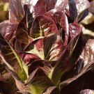 Super Red Romaine Lettuce SEEDS 500 Bulk Heirloom crispy