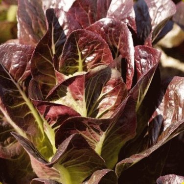 Super Red Romaine Lettuce SEEDS 500 Bulk Heirloom crispy