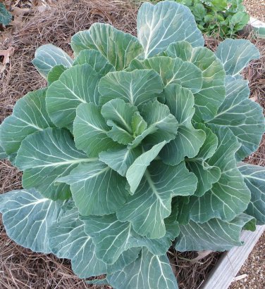 300 SEEDS Collards Georgia Southern Greens Heirloom Healthy Delicious 80 Days