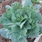 300 SEEDS Collards Georgia Southern Greens Heirloom Healthy Delicious 80 Days