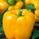 Golden California Wonder Bell Pepper 20 SEEDS Sweet Bulk Yellow Rare