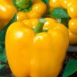 Golden California Wonder Bell Pepper 20 SEEDS Sweet Bulk Yellow Rare