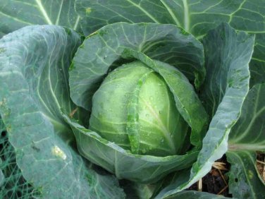 200 SEEDS Golden Acre Cabbage Heirloom Healthy slaw Green tender Leaves Garden
