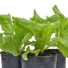 Black Seeded Simpson Loose Leaf Lettuce 500 SEEDS Bulk Heirloom Crisp