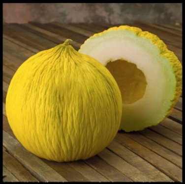 Casaba 10 SEEDS Golden Beauty Melon Heirloom Large Beautiful