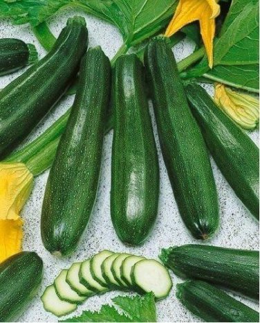 Black Beauty Zucchini Squash Summer 20 SEEDS Heirloom Prolific Spineless Green