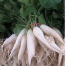 White Icicle Radish 30 SEEDS Heirloom Only 25 days!! long slim delicious big