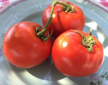 Homestead Tomato 100 SEEDS Heirloom Survival Huge Heavy Producer! Classic Slicing