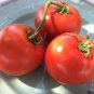 Homestead Tomato 100 SEEDS Heirloom Survival Huge Heavy Producer! Classic Slicing