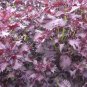 Shiso 350 SEEDS Purple Perilla Red Mint Aromatic frilled leaves Salad