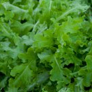 Green Salad Bowl Loose Leaf Lettuce 600  SEEDS AAS Heirloom Improved