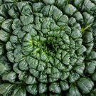 Tatsoi 200  SEEDS Green Asian Mustard Thick Tender High Vitamin! Spinach