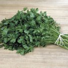 300 SEEDS Italian Plain Leaf PARSLEY heirloom fragrant green healthy herb flavor
