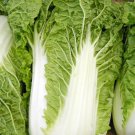 Michihili Chinese Cabbage Pak Choi 200  SEEDS Bok Heirloom Greens Healthy