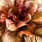 Cimmaron Deep red Romaine Lettuce 500 SEEDS Bulk Heirloom Crisp Rare Color!