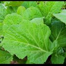 Florida Broadleaf Mustard 450 SEEDS Heirloom Southern India
