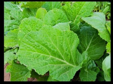 Florida Broadleaf Mustard 450 SEEDS Heirloom Southern India
