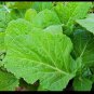 Florida Broadleaf Mustard 450 SEEDS Heirloom Southern India