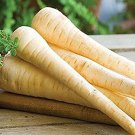 Parsnip 100  SEEDS Improved Hollow Crown Heirloom Creamy Bulk Nutty DIY