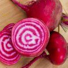 Chioggia Beet 60  SEEDS CandyStripe Bulls Eye Mild Bassano Microgreens