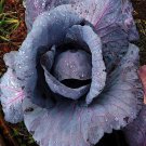 Red Acre Cabbage 300  SEEDS Heirloom purple tender healthy Leaves Early