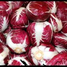 Radicchio Rouge De Verona 100   SEEDS Beautiful Red Chicory