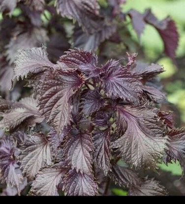 Shiso 350  SEEDS Purple Perilla Red Mint Aromatic frilled leaves Salad
