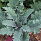 50 SEEDS Red Russian Kale Heirloom Very Tender Fresh Greens Non-GMO
