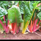 Northern Lights Mix 35  SEEDS Swiss Chard Heirloom intense colors Bulk