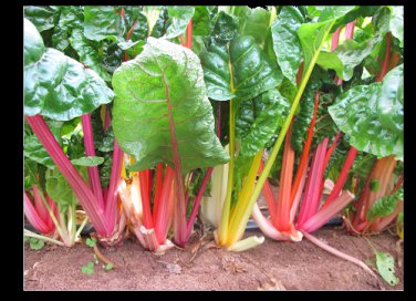 Northern Lights Mix 35  SEEDS Swiss Chard Heirloom intense colors Bulk