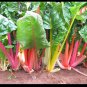 Northern Lights Mix 35  SEEDS Swiss Chard Heirloom intense colors Bulk